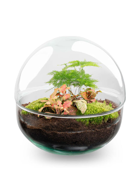 Terrarium DIY Kit - Dome Red - Bottle Garden - ↑ 20 cm
