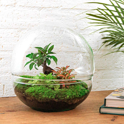 Kit Terrarium DIY • Dôme XL Ficus Ginseng bonsaï • Écosystème avec plantes • ↑ 30 cm