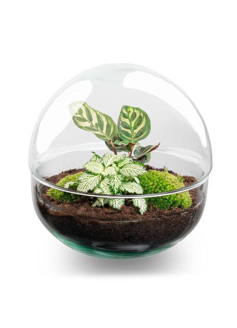 Terrarium DIY Kit - Dome - Bottle Garden - ↑ 20 cm
