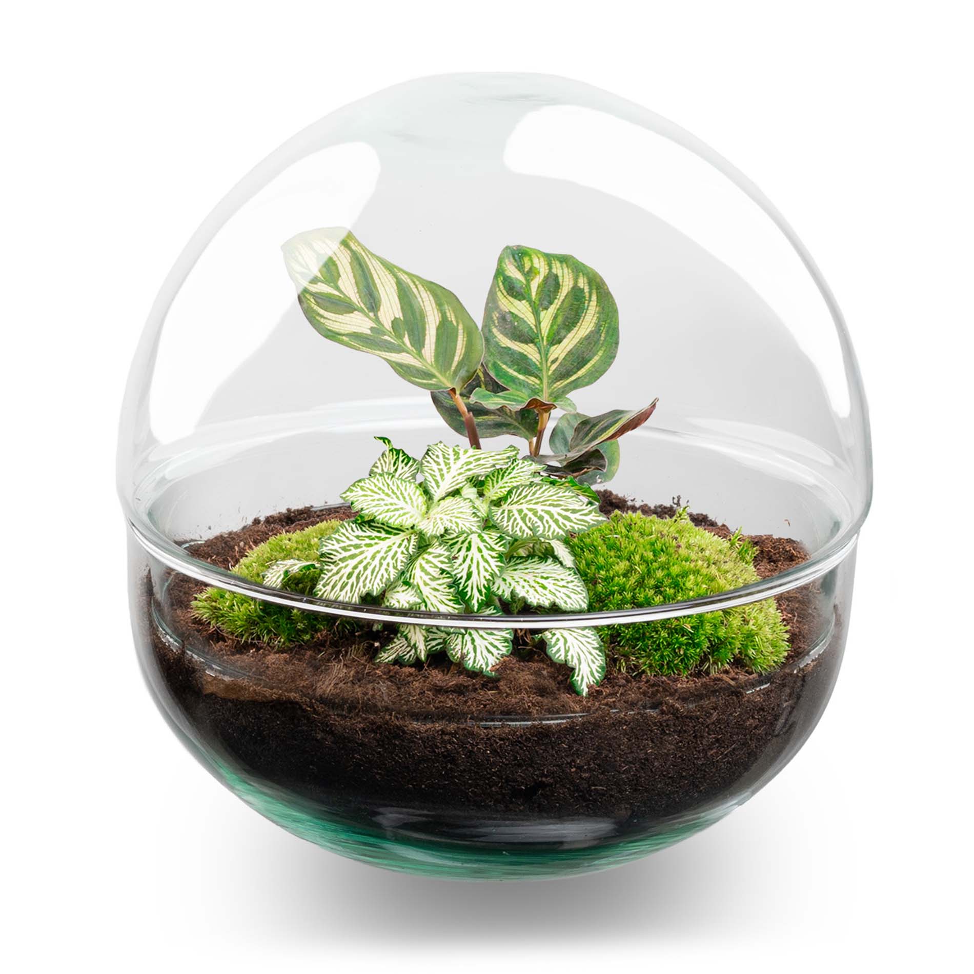 glass terrarium bowls for plants DIY Kit Round Terrarium - Create your own mini Ecosystem