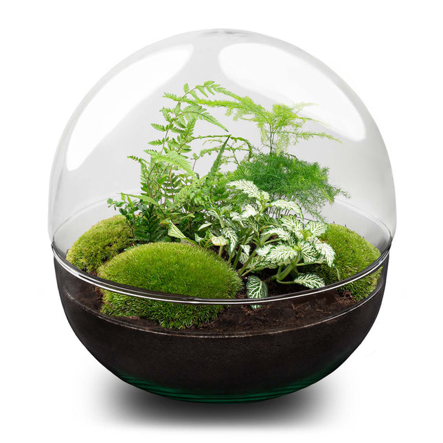 Dome XL - Two-part round glass terrarium - Bottle garden DIY kit - Ø 28 cm ↑ 28 cm