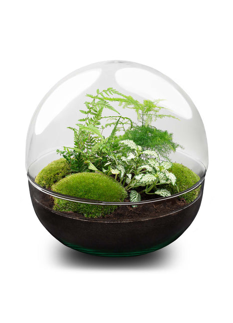 Terrarium DIY Kit - Dome XL - Bottle Garden - ↑ 28 cm