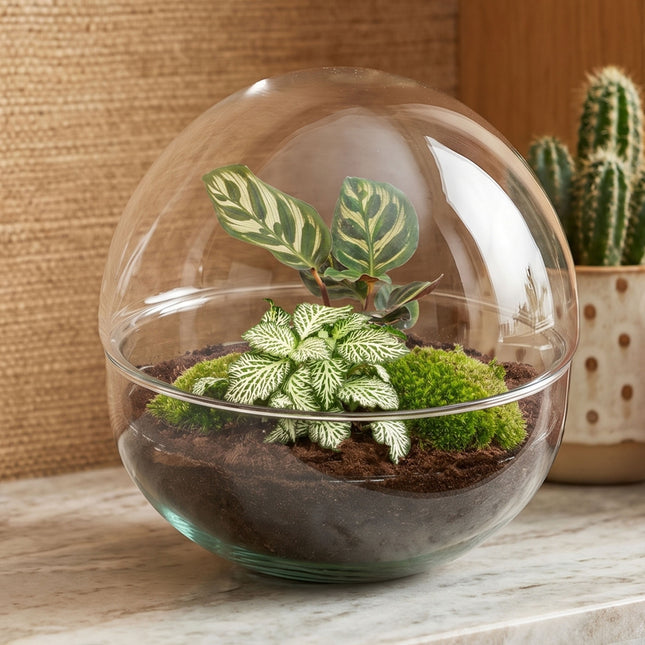 Dome - Zweiteiliges rundes Glas Flaschengarten - DIY Terrarium mit Pflanzen im Glas - Ø 20 cm ↑ 20 cm