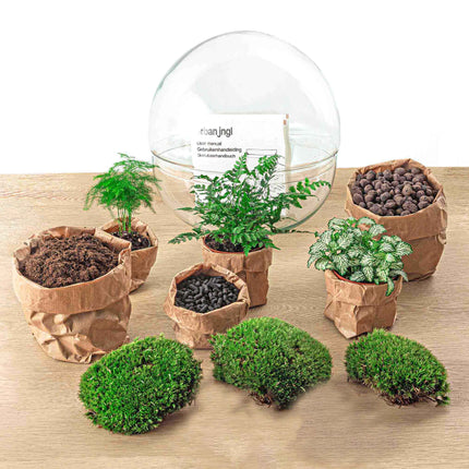 Kit fai da te terrario • Cupola XL • Ecosistema con piante • ↑ 30 cm