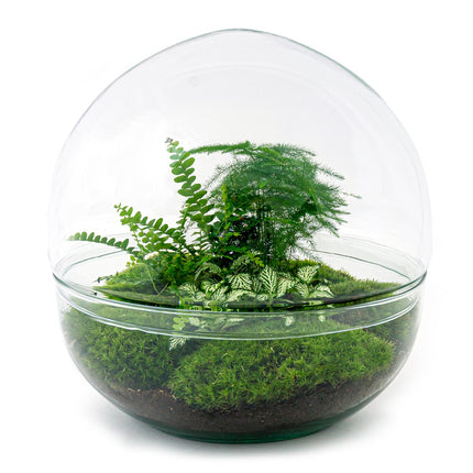 Kit DIY Terrarium • Dôme XL • Écosystème avec plantes • ↑ 30 cm