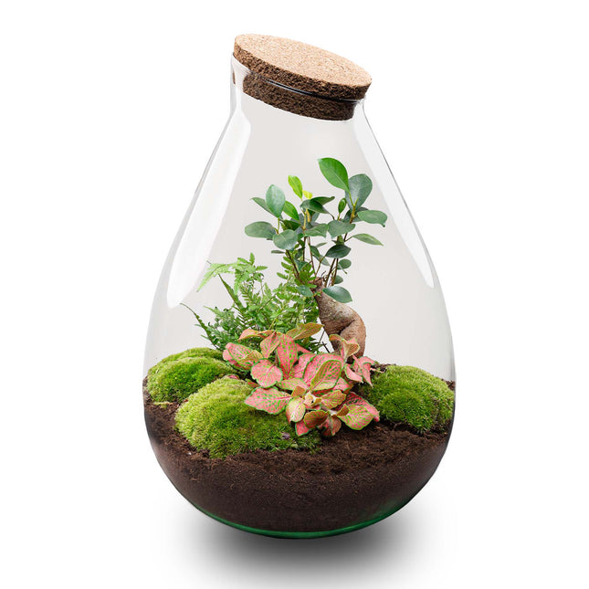 Drop XL Red - Terrarium with cork - Bottle garden DIY kit – Ø 24 cm ↑ 37 cm