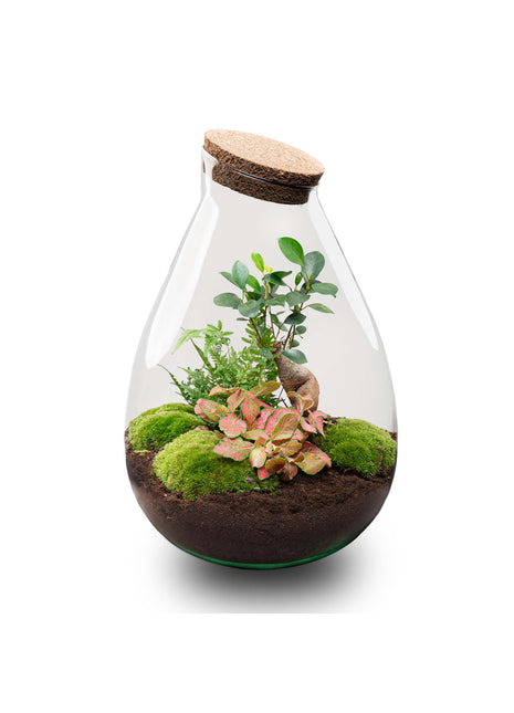 Terrarium DIY Kit - Drop XL Ficus Ginseng Bonsai - Bottle Garden - ↑ 37 cm