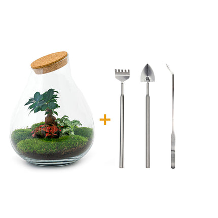 Kit fai da te terrario • Drop XL Bonsai • Ecosistema con piante • ↑ 37 cm