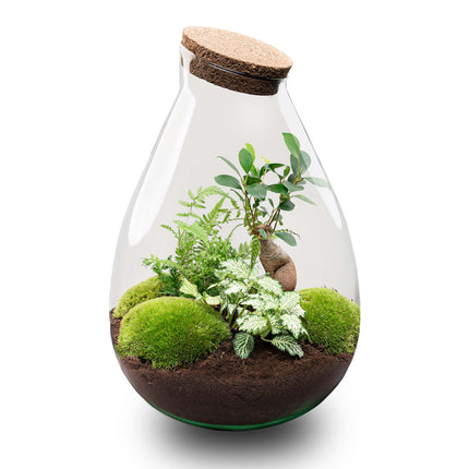 Kit DIY Terrarium • Bonsaï Drop XL Ficus Ginseng • Écosystème avec plantes • ↑ 37 cm