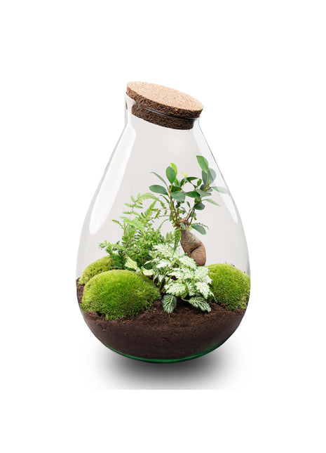 Terrarium DIY Kit - Drop XL Bonsai 'Green' - Bottle Garden - ↑ 37 cm