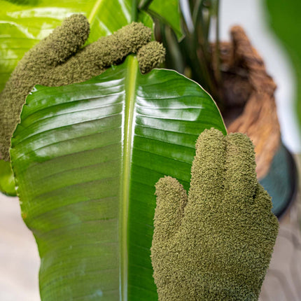 Plant dusting gloves green - Microfiber