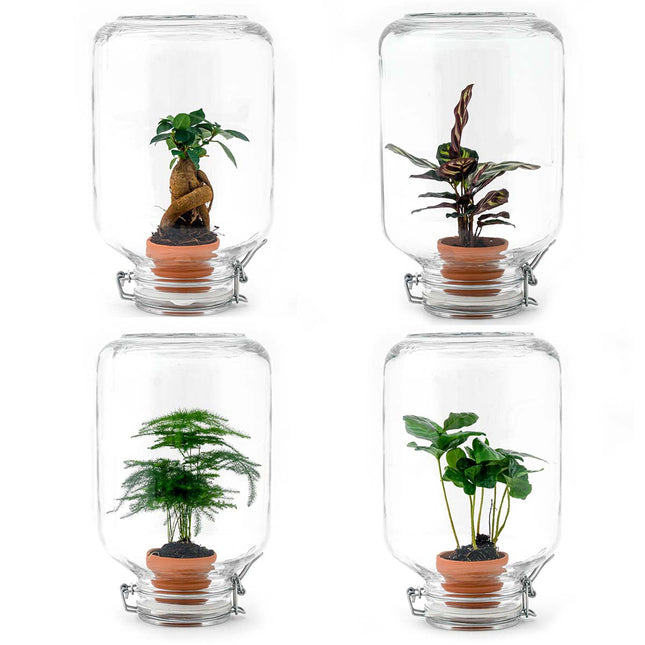 Easyplant - Fido terrarium jar - Bottle Garden DIY kit - Ø 18 cm ↑ 28 cm