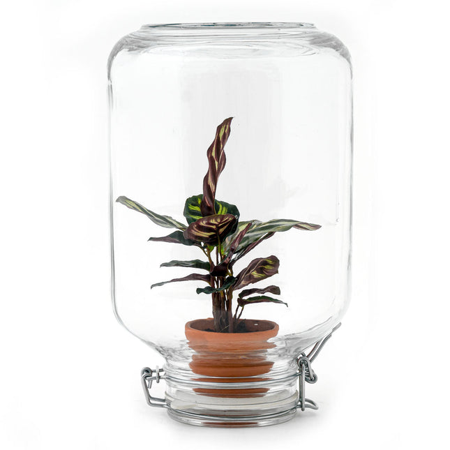 Easyplant Calathea - Flaschengarten - Fido Terrariumglas - DIY Terrarium mit Pflanzen im Glas - Ø 18 cm ↑ 28 cm