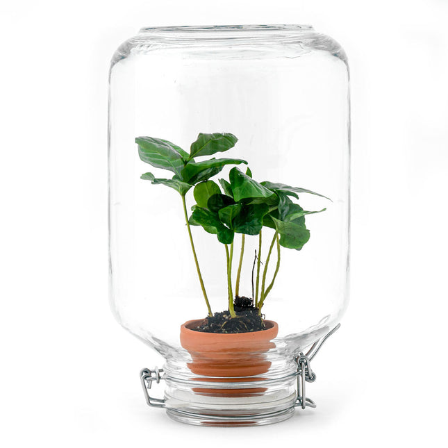 Easyplant Coffea - Flaschengarten - Fido Terrariumglas - DIY Terrarium mit Pflanzen im Glas - Ø 18 cm ↑ 28 cm