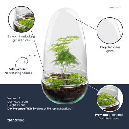 Egg - Planten Terrarium - Tweedelige glazen stolp - DIY kit - Ecosysteem plant - Ø 12 cm ↑ 25 cm