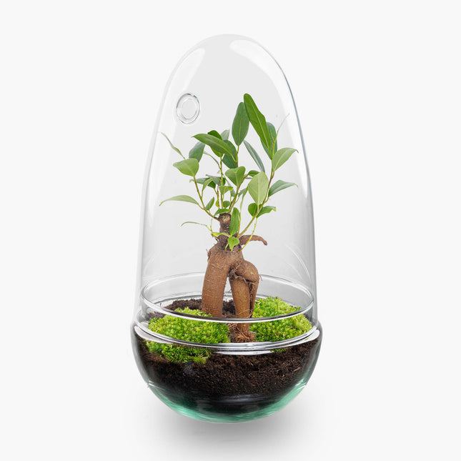 Egg - Planten Terrarium - Tweedelige glazen stolp - DIY kit - Ecosysteem plant - Ø 12 cm ↑ 25 cm