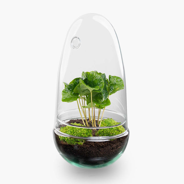 Egg Coffea - Flaschengarten - Zweiteilige Glaskuppel - DIY Terrarium mit Pflanzen im Glas - Ø 12 cm ↑ 25 cm