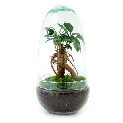 Planten terrarium - Egg - Ecosysteem in 'ei stolp' - ↑ 25 cm