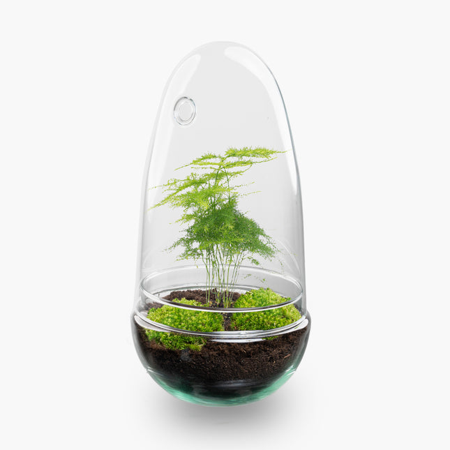 Egg Asparagus - Flaschengarten - Zweiteilige Glaskuppel - DIY Terrarium mit Pflanzen im Glas - Ø 12 cm ↑ 25 cm