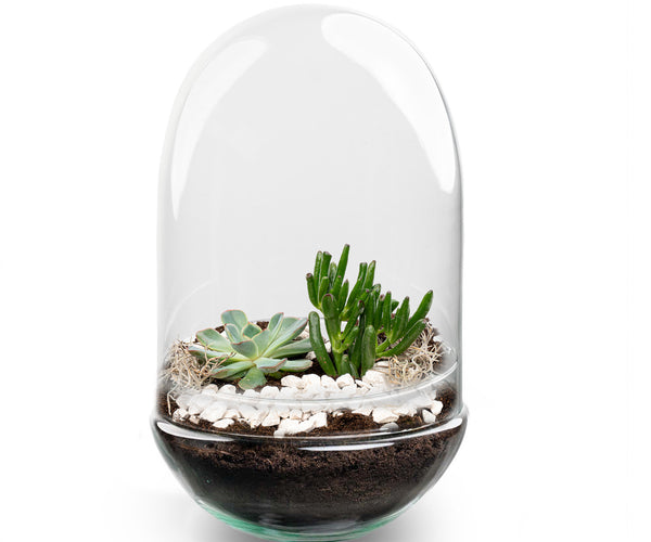 terrarium plante grasse Open Succulent terrarium - DIY kit