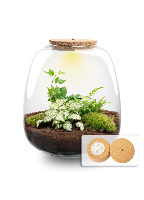 Terrarium DIY Kit - Emma - DIY kit - ↑ 25 cm - Ø 23 cm