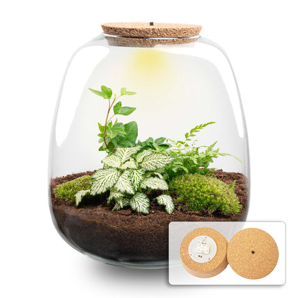  Emma - Bonsai White - Planten Terrarium met licht - DIY kit - Ecosysteem plant - Ø 23 cm ↑ 25 cm