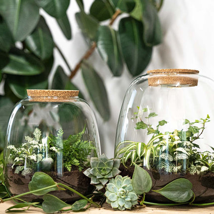 Plant terrarium - Emma Mini - DIY kit - ↑ 20 cm