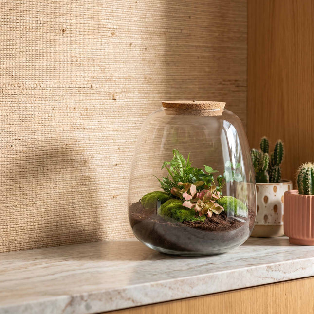Emma - Flaschengarten mit Licht - DIY Terrarium mit Pflanzen im Glas - Ø 23 cm ↑ 25 cm