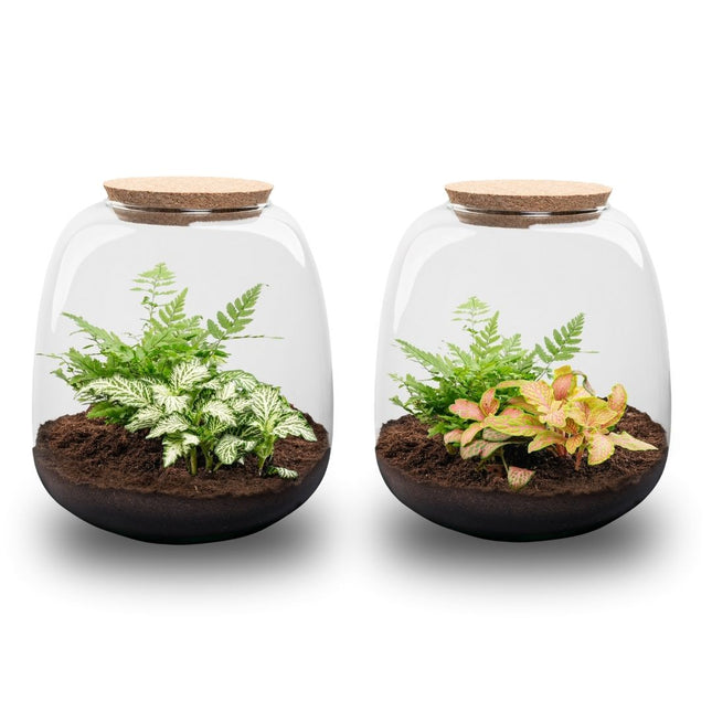 Emma Mini - Flaschengarten mit Korken - DIY Terrarium mit Pflanzen im Glas - Ø 19 cm ↑ 20 cm