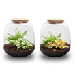 Emma Mini - Planten Terrarium met kurk - DIY kit - Ecosysteem plant - Ø 19 cm ↑ 20 cm
