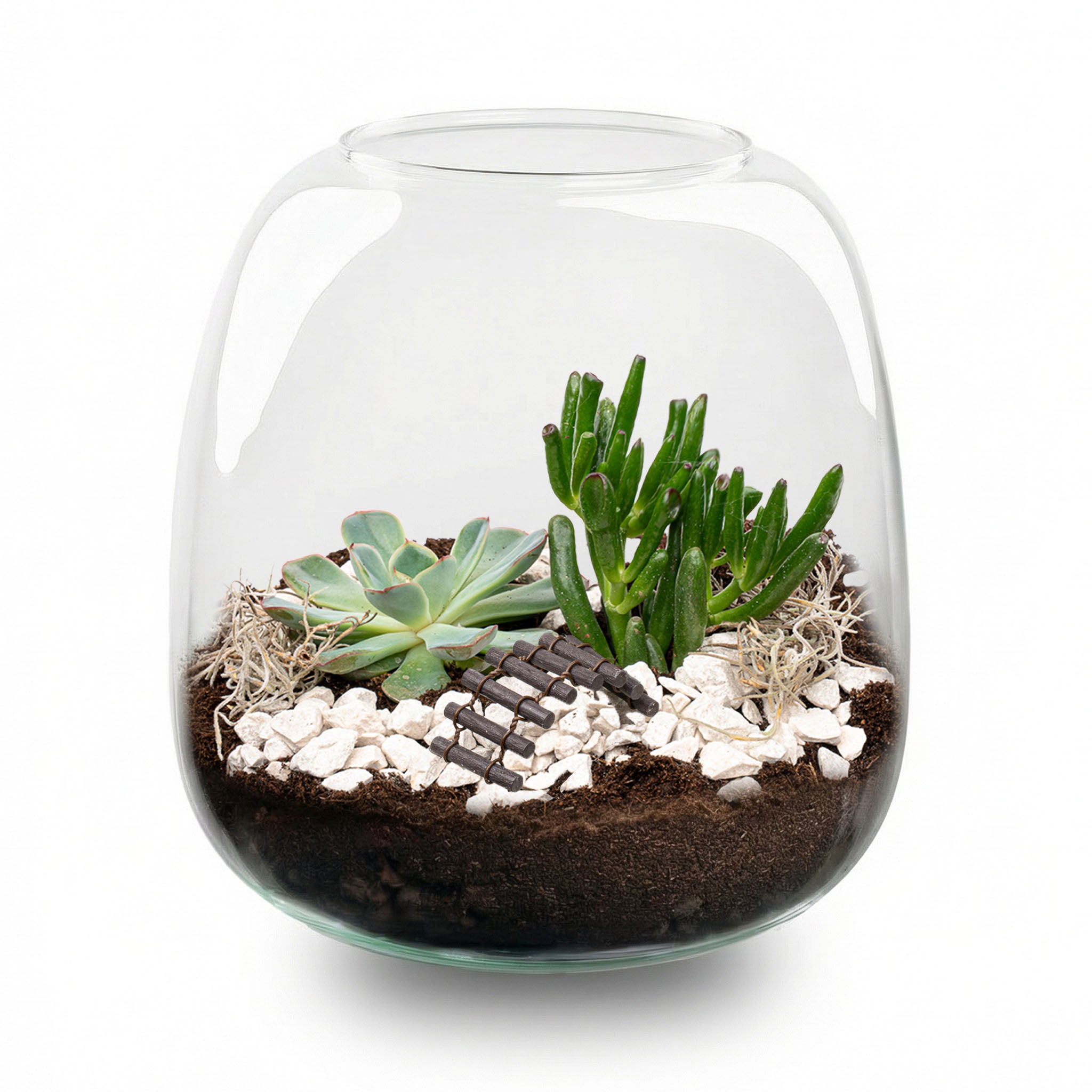 succulent terrarium pinterest Open Succulent terrarium - DIY kit
