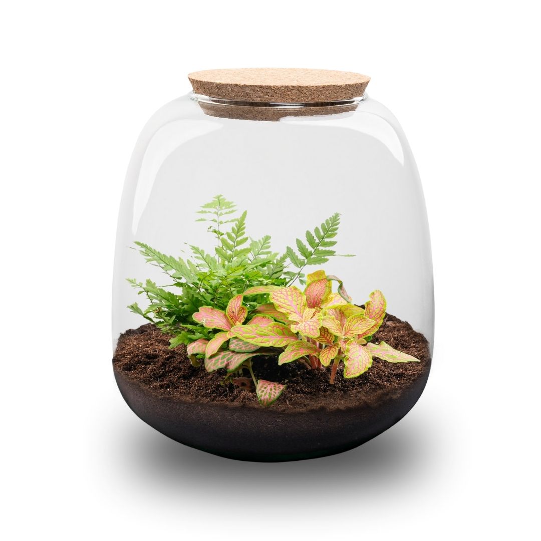 mini terrarium plants Mini DIY Terrarium Kit