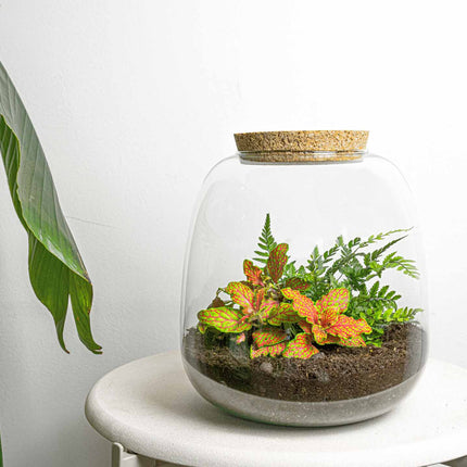 Plant terrarium - Emma Mini - DIY kit - ↑ 20 cm - Ø 19 cm