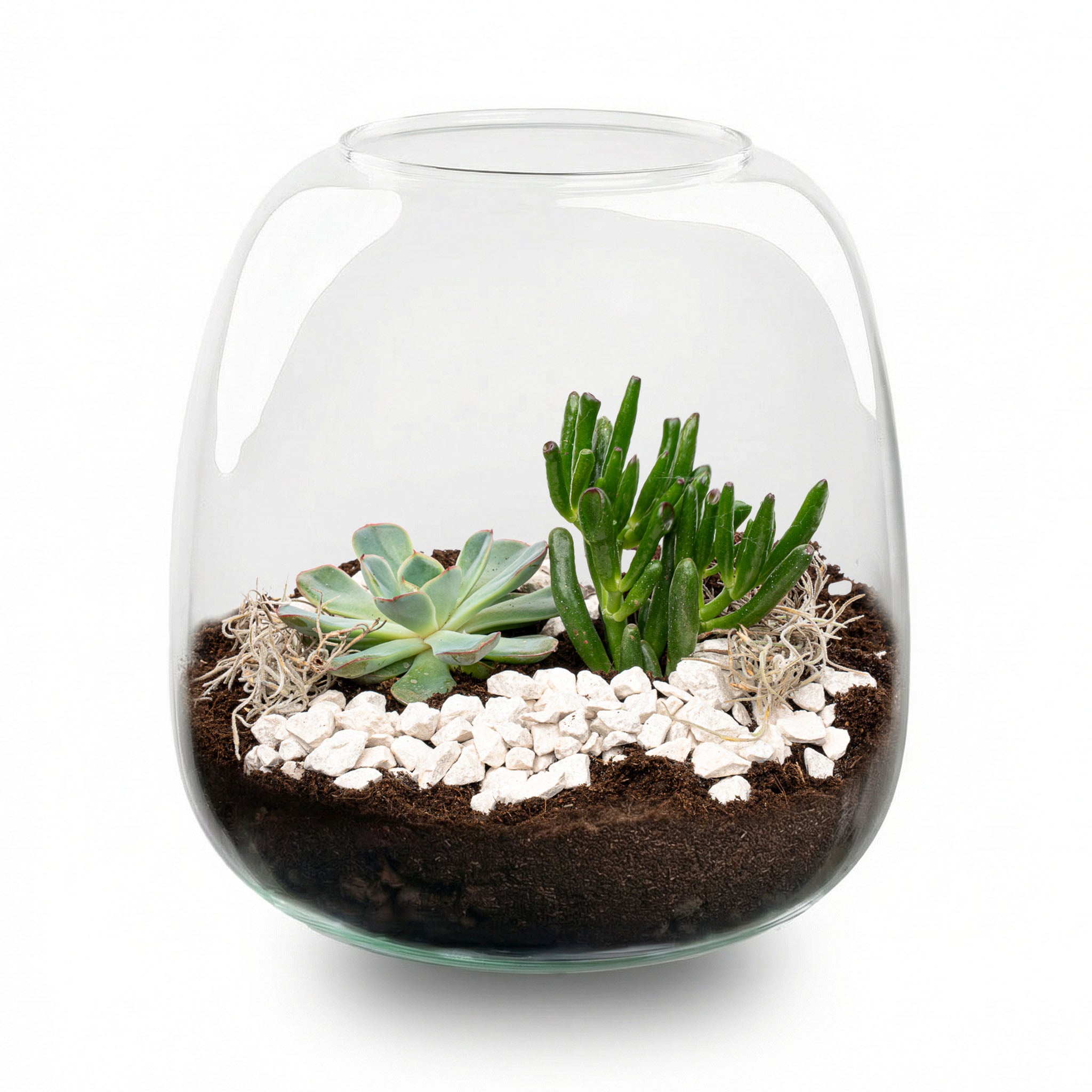 miniature succulent terrarium Open Succulent terrarium - DIY kit