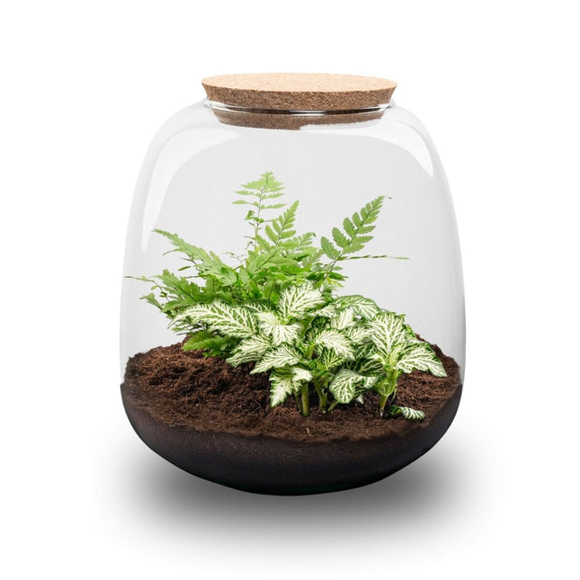 Emma Mini - Fittonia + Fern - Terrarium with cork - Bottle garden DIY kit - Ø 19 cm ↑ 20 cm