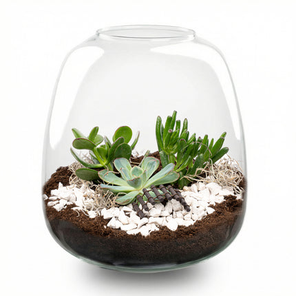 Emma Succulent - Open terrarium - Bottle garden DIY kit - Ø 23 cm ↑ 25 cm