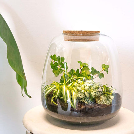 Plant terrarium - Emma - DIY kit - ↑ 25 cm