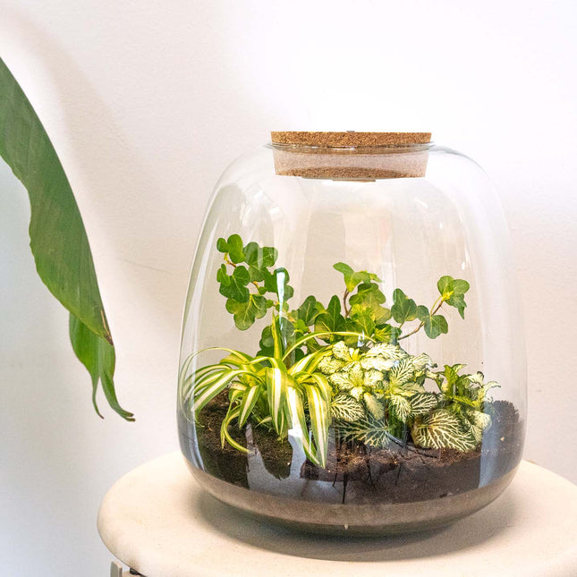 Terrarium - Emma -SUPdigital + Sticker + Kaart + Brandmerk + Shipping