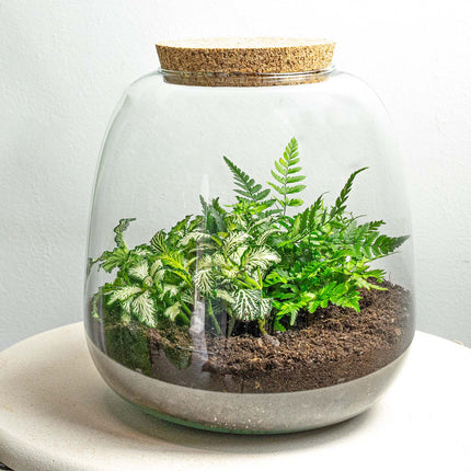 Plant terrarium - Emma Mini - DIY kit - ↑ 20 cm - Ø 19 cm