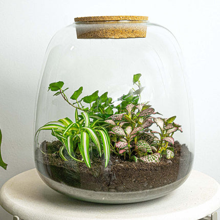 Plant terrarium - Emma - DIY kit - ↑ 25 cm