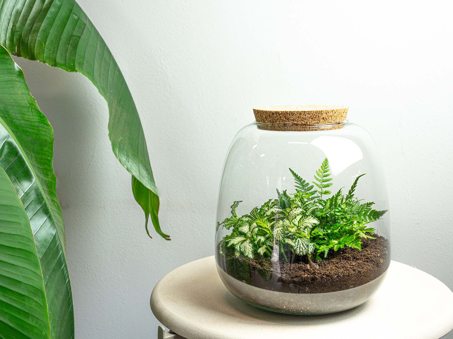 good plants for small terrarium Mini DIY Terrarium Kit