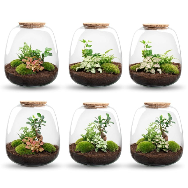 Emma - Terrarium with light - Bottle garden DIY kit - Ø 23 cm ↑ 25 cm