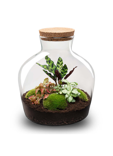 Terrarium DIY Kit - Fat Joe Red with led light - Bottle Garden - ↑ 30 cm