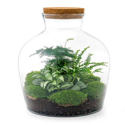 Terrarium DIY Kit - Fat Joe Green - Bottle Garden - ↑ 30 cm