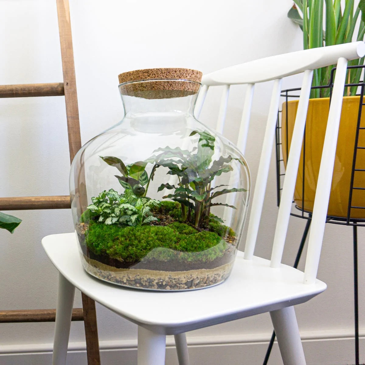 faux plant terrarium DIY Terrarium Kit - Create your own mini Ecosystem