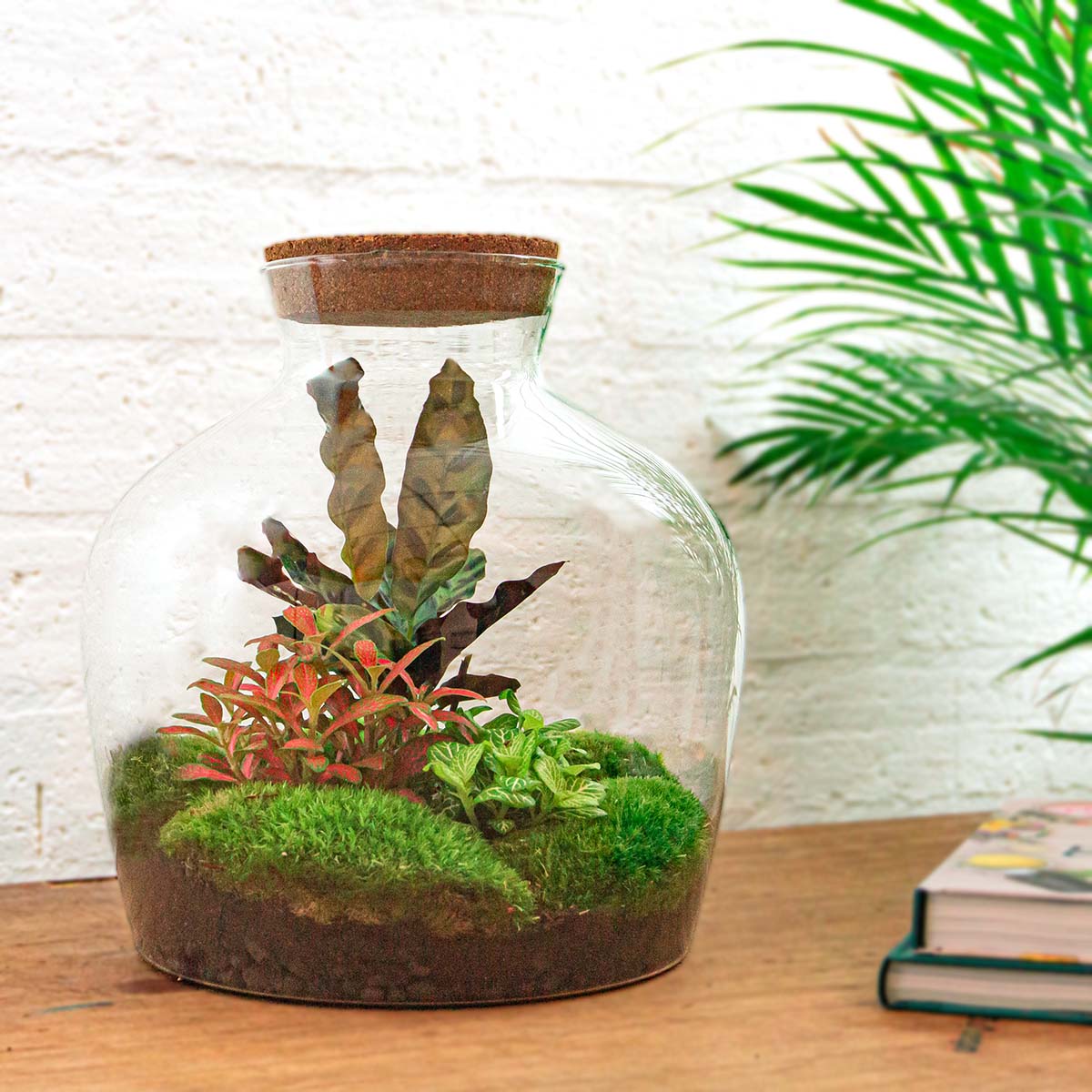 red terrarium plants DIY Terrarium Kit - Create your own mini Ecosystem