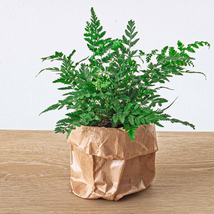 Plant terrarium package - Fern - 3 terrarium plants - Refill & Starter package - DIY Terrarium kit