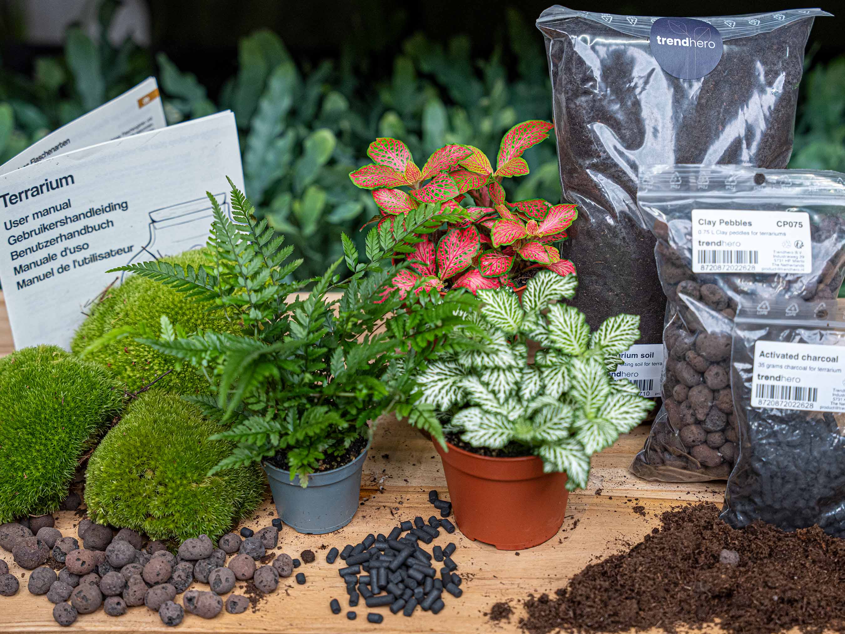 terrarium plant pots Fern - Plant Terrarium Refill & Starter kit - 3 terrarium plants