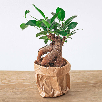 Ficus microcarpa Ginseng Bonsai – ↑20 cm