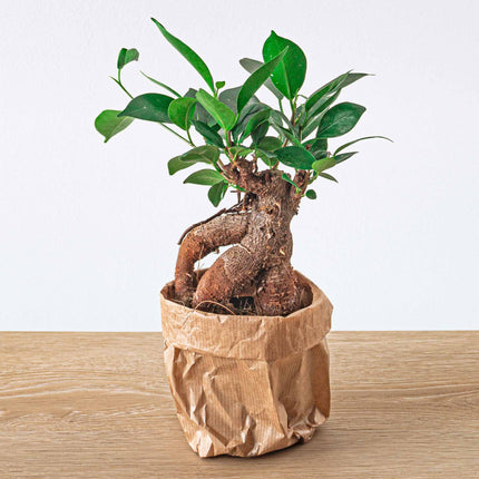 Ficus microcarpa ginseng bonsai - ↑20 cm